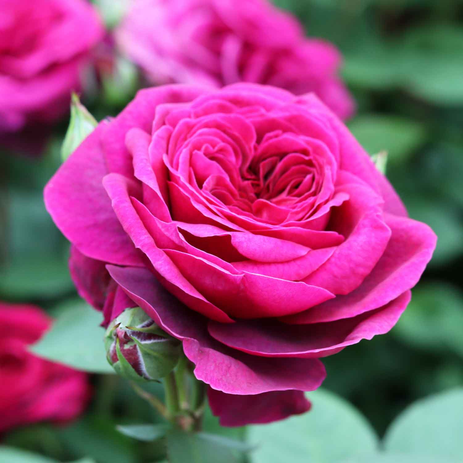 Rosa 'Deep Secret'