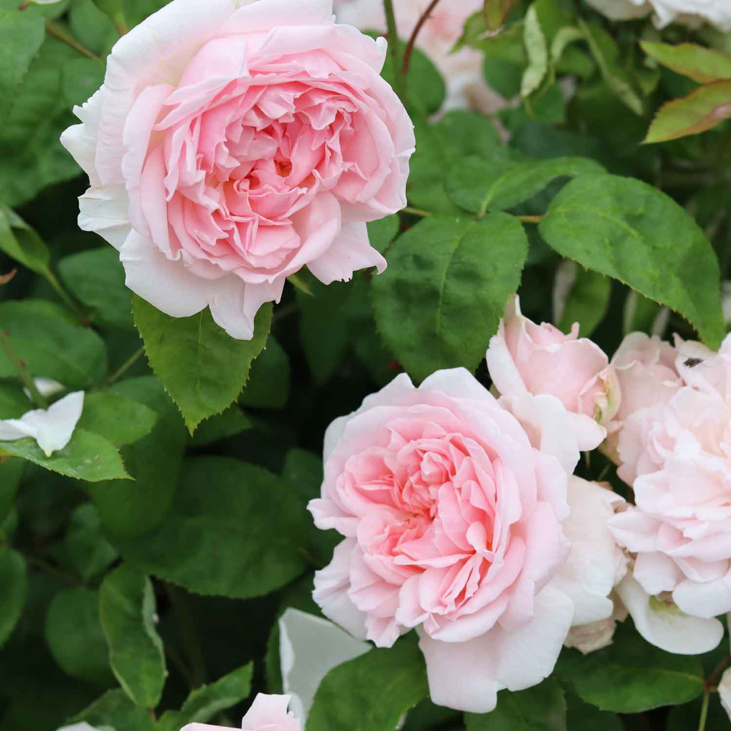 Rose 'Eglantyne' - (Ausmak)