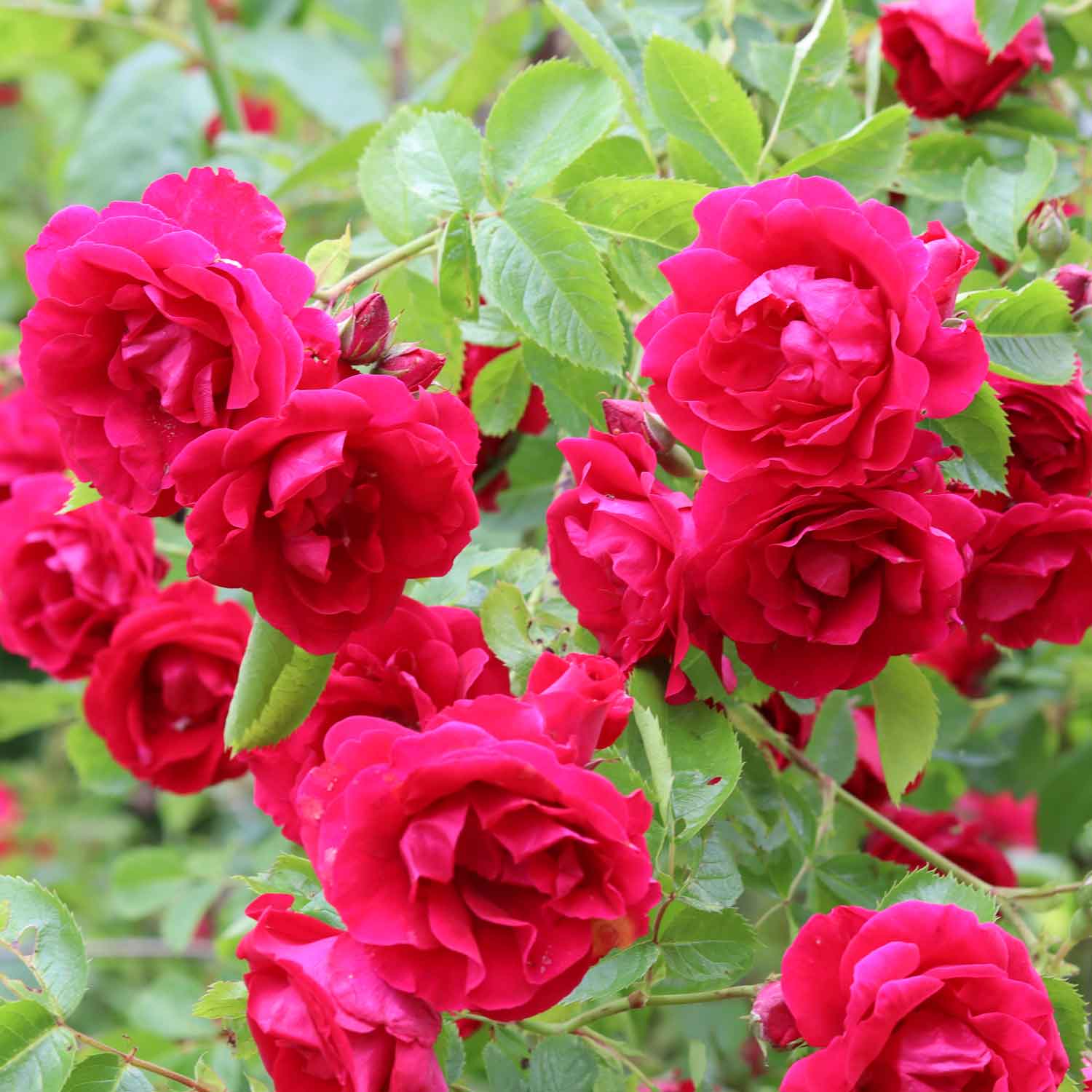 Climbing rose 'Flammentanz'