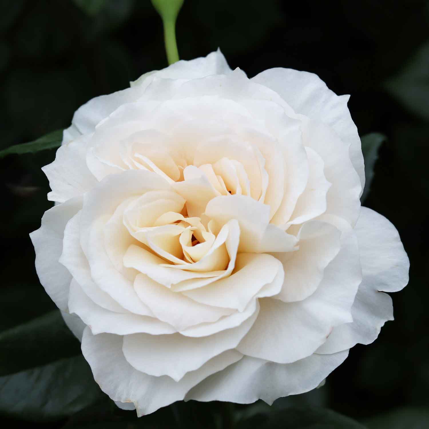 Rose 'Fru Nørby' 'Royal Diva'