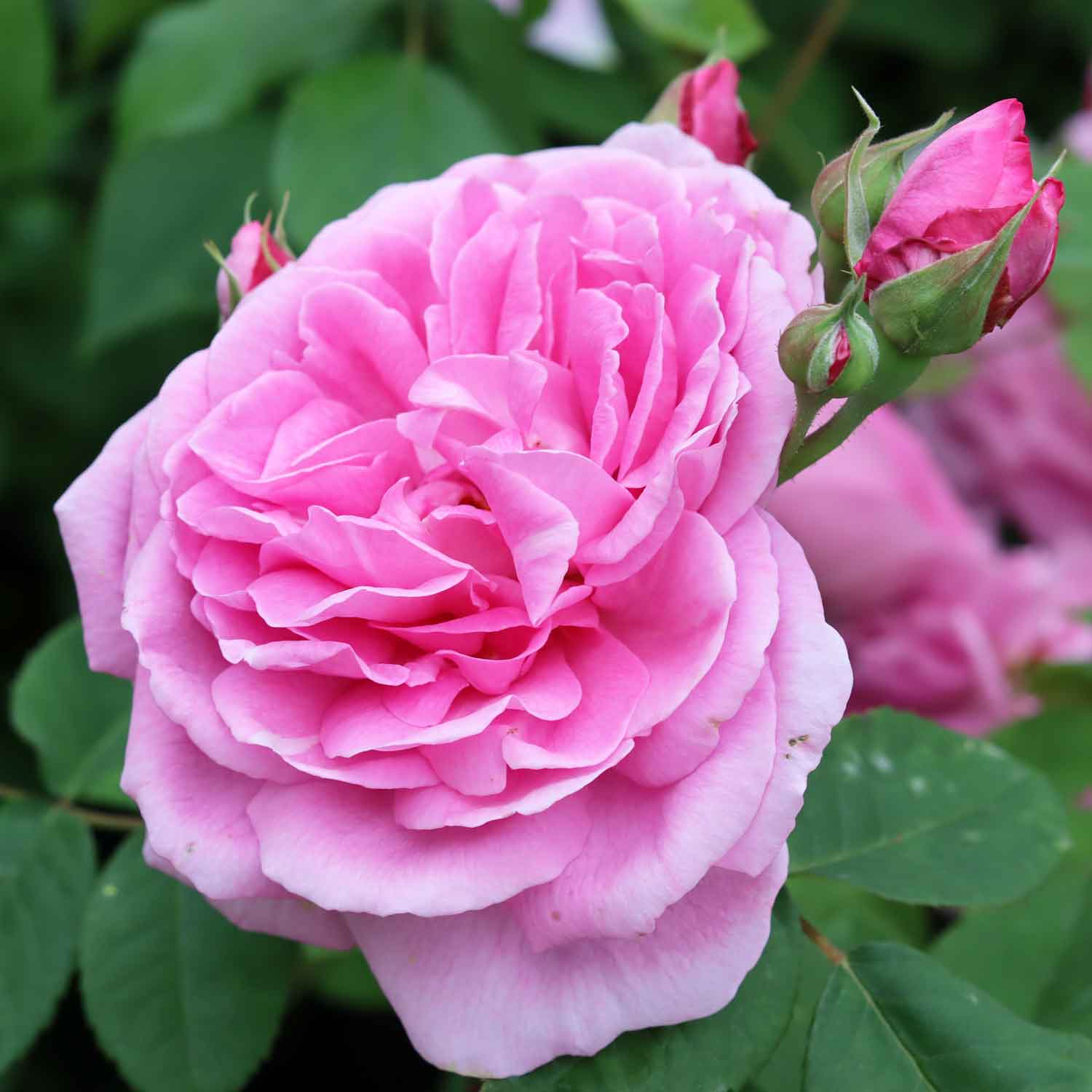 Rose 'Gertrude Jekyll' - (Outboard)