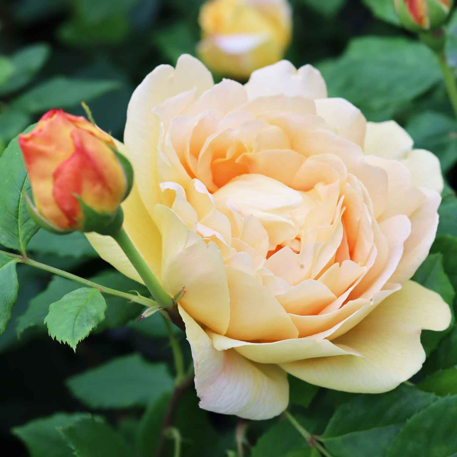 Rose 'Golden Celebration' - (Ausgold)