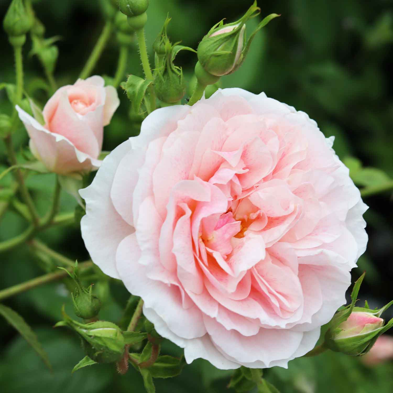 Climbing rose 'Kir Royal'