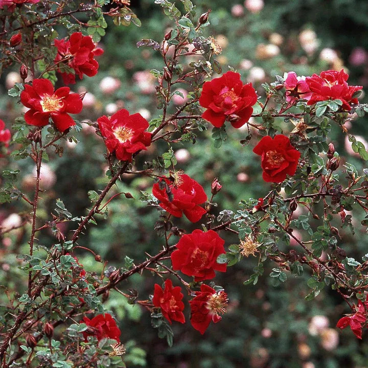 Rosa pimpinellifolia 'William III'