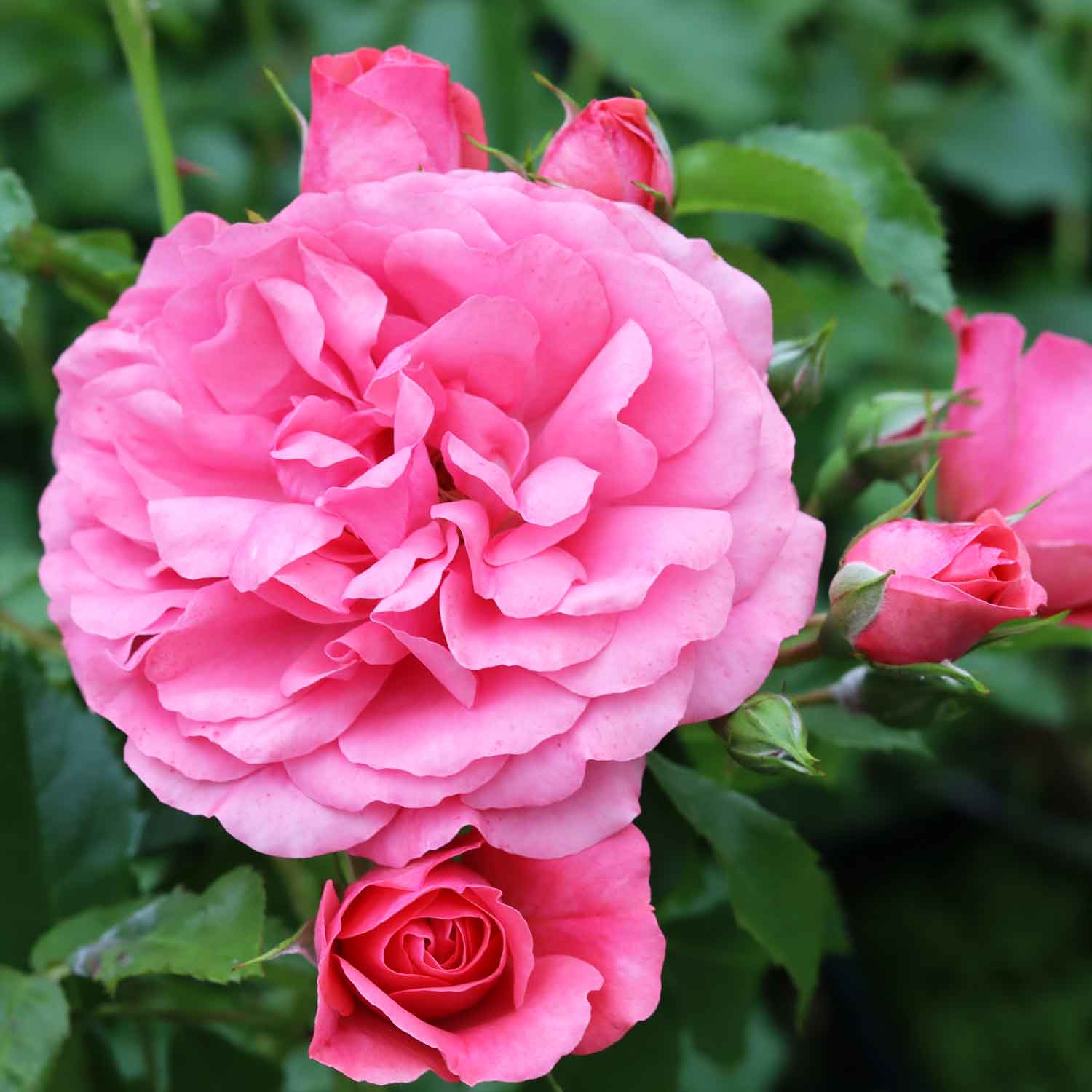 Climbing rose 'Rosarium Uetersen'