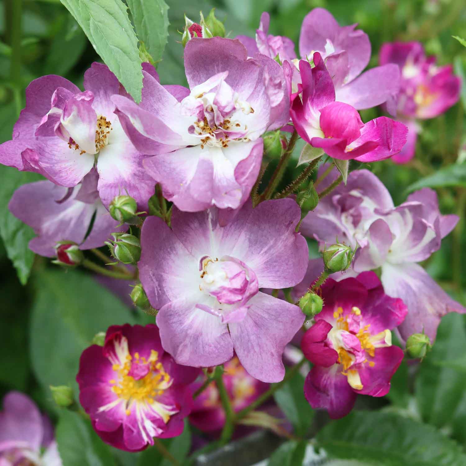 Climbing rose 'Veilchenblau'