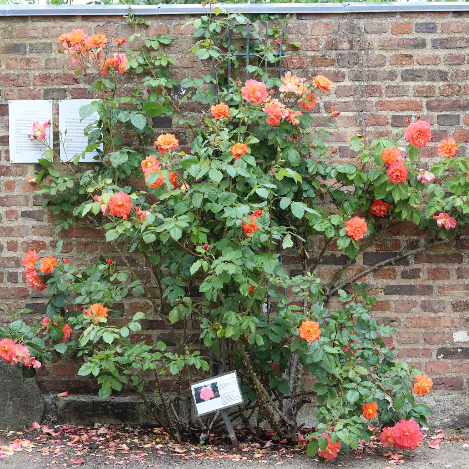 Climbing rose 'Westerland'