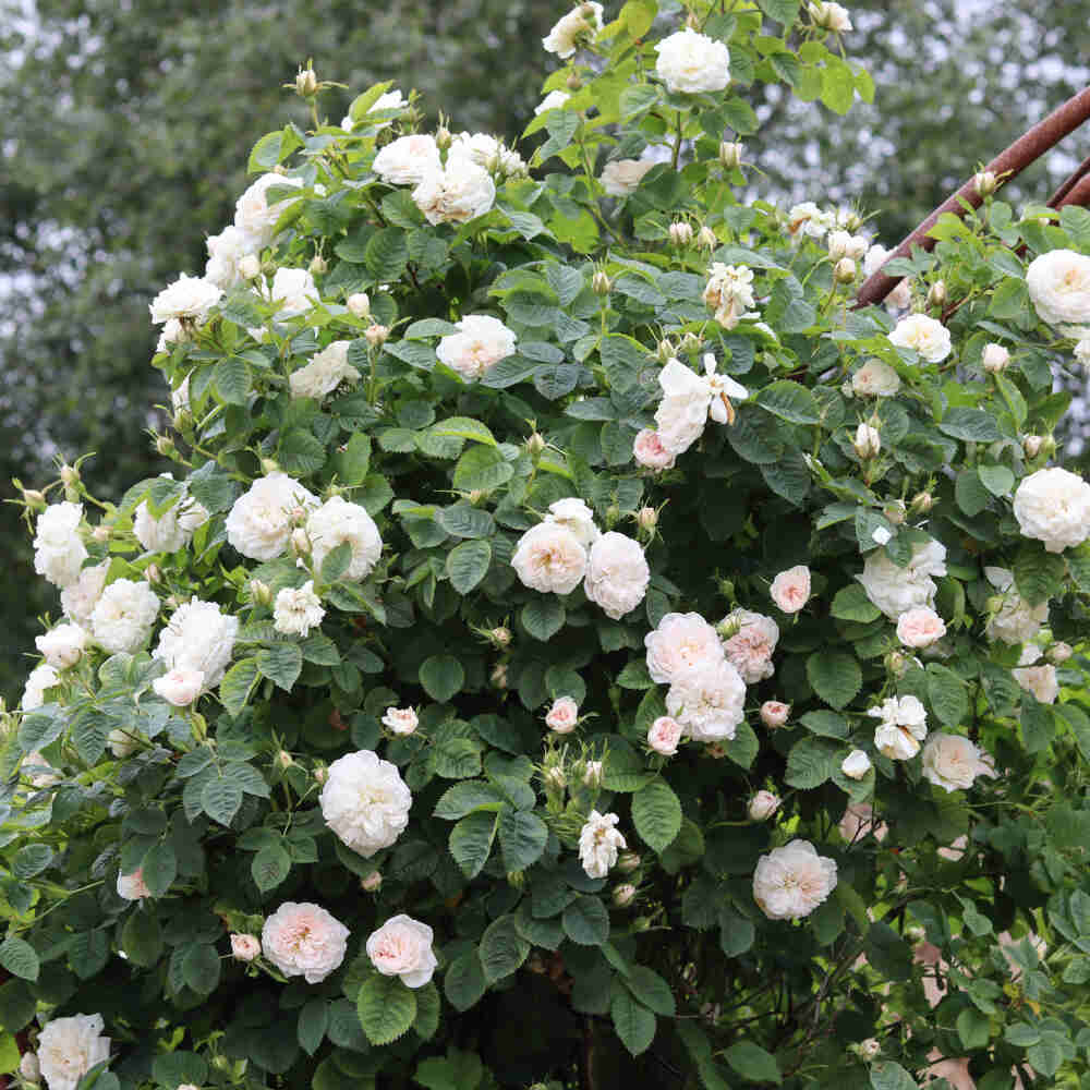 Skagen rose - Rose alba 'Maxima'