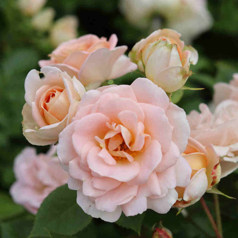 Rosa 'Matthias Claudius Rose'