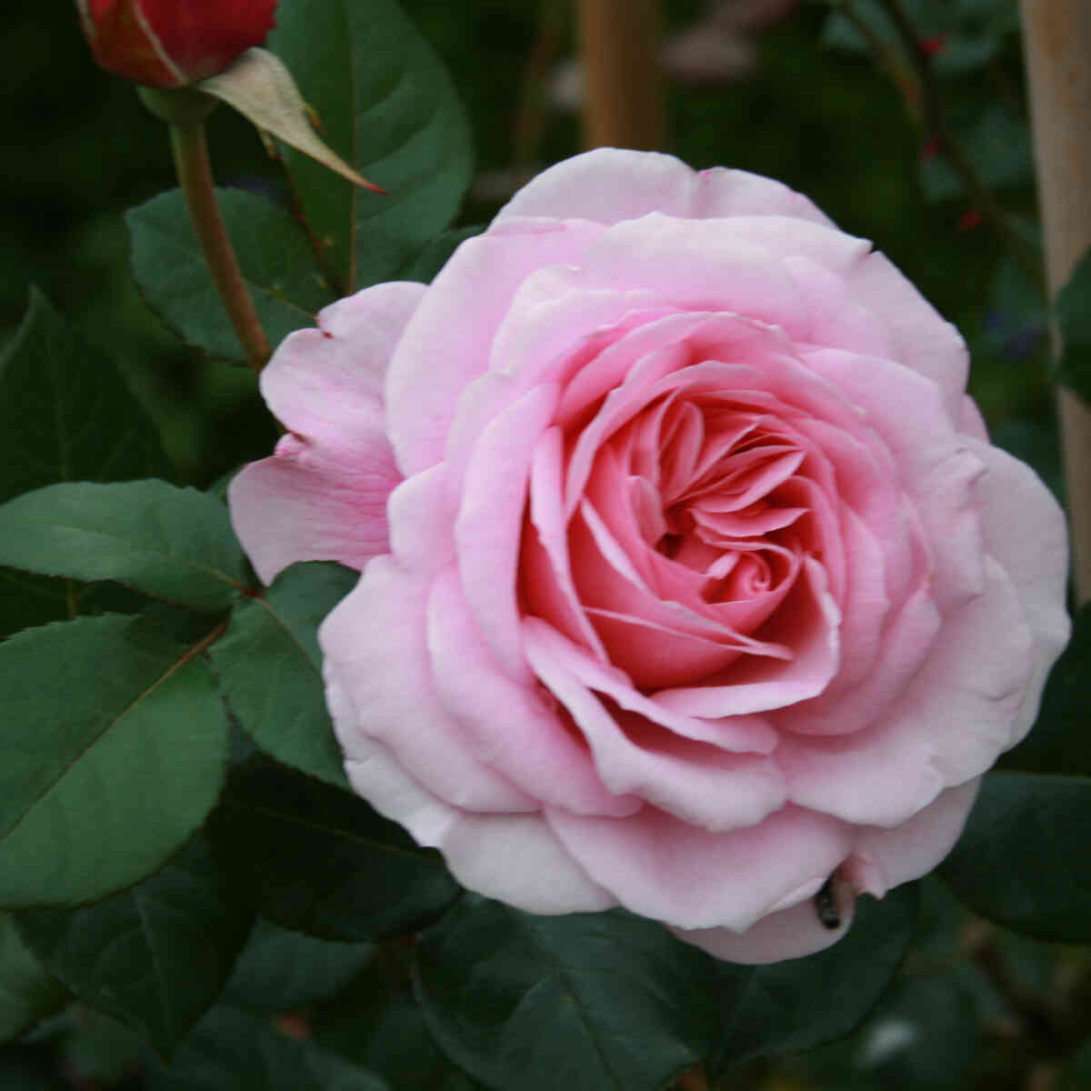 Climbing rose 'Our Last Summer'