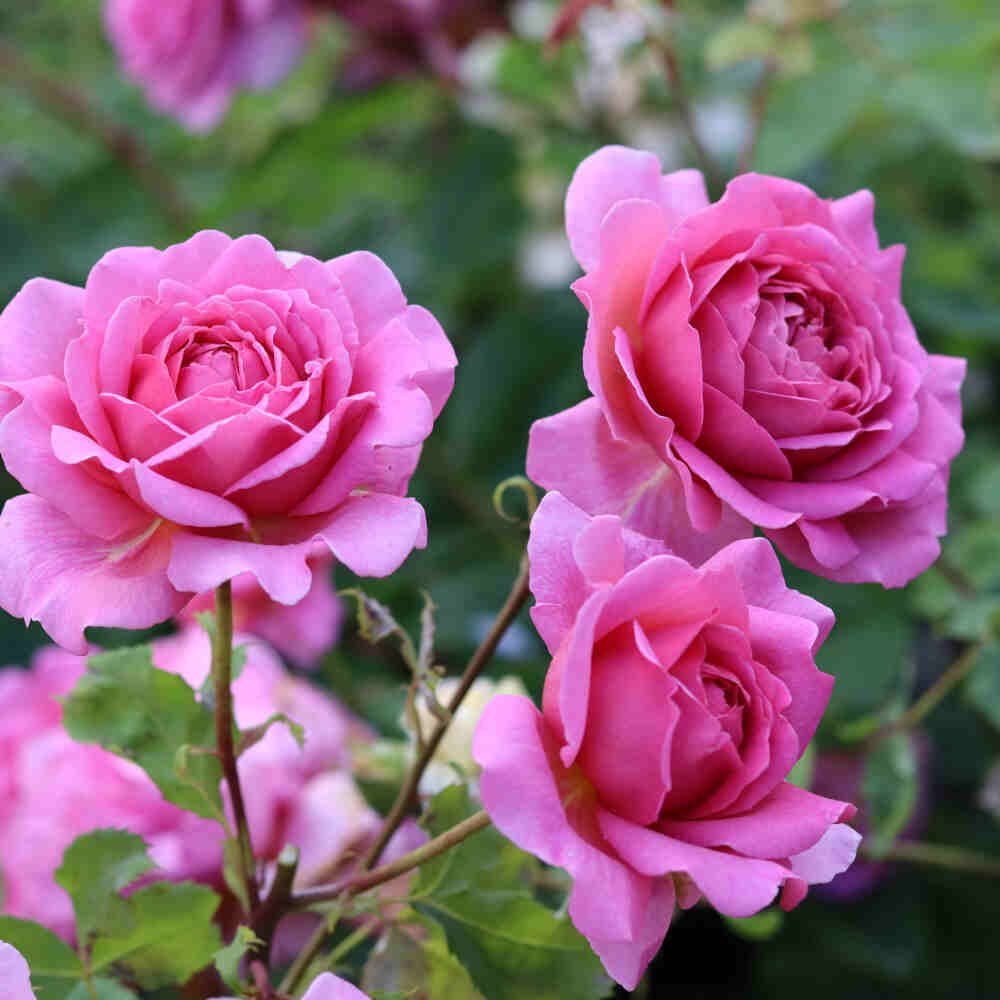 Rosa 'Princess Alexandra of Kent'