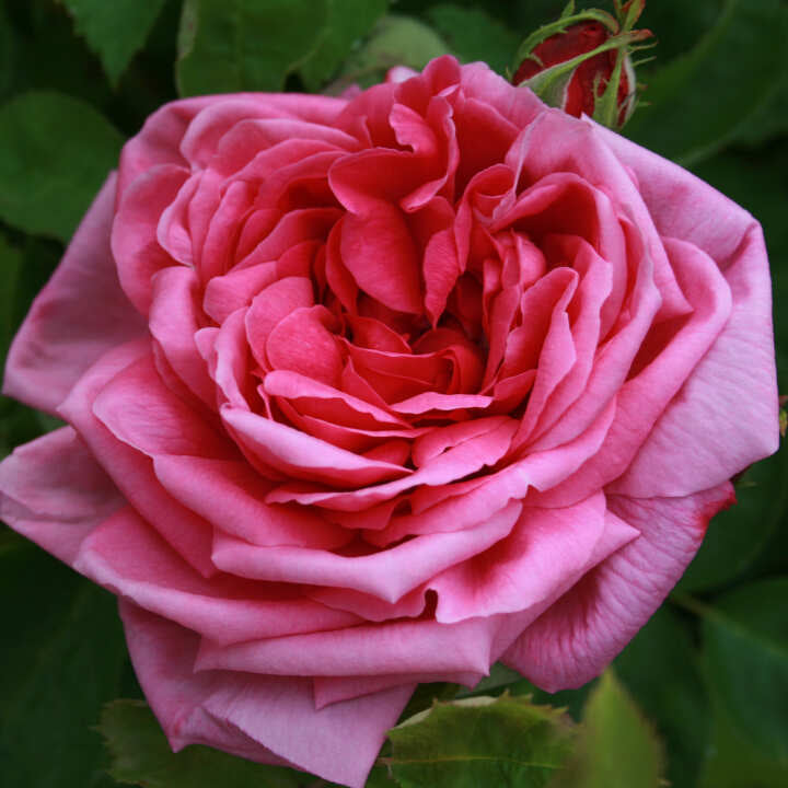 Bourbonrose 'Reine Victoria'