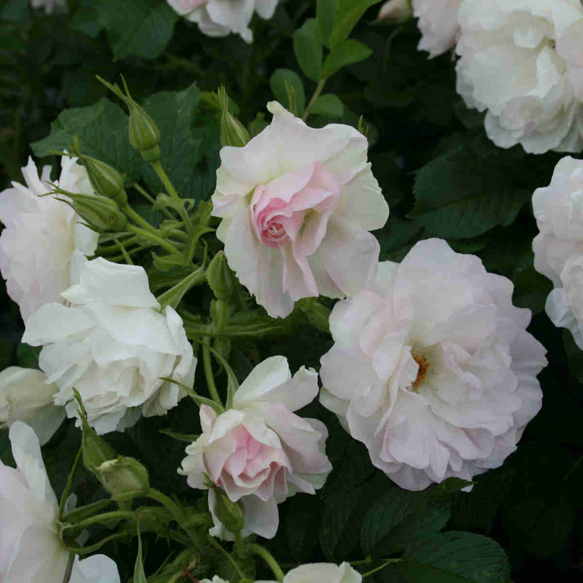 Hybenrose rugosa 'Ritausma'