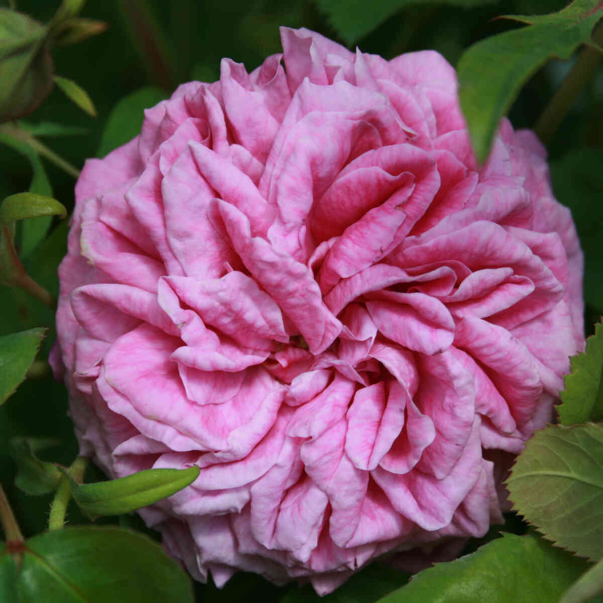 Historisk rose - Rosa 'Heroine de Vaucluse'