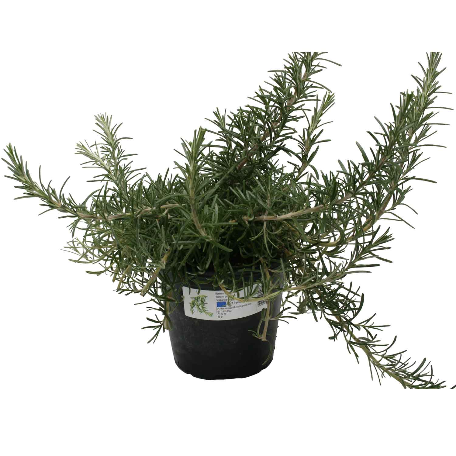 ROSEMARY PROSTRATUS BUSH D14