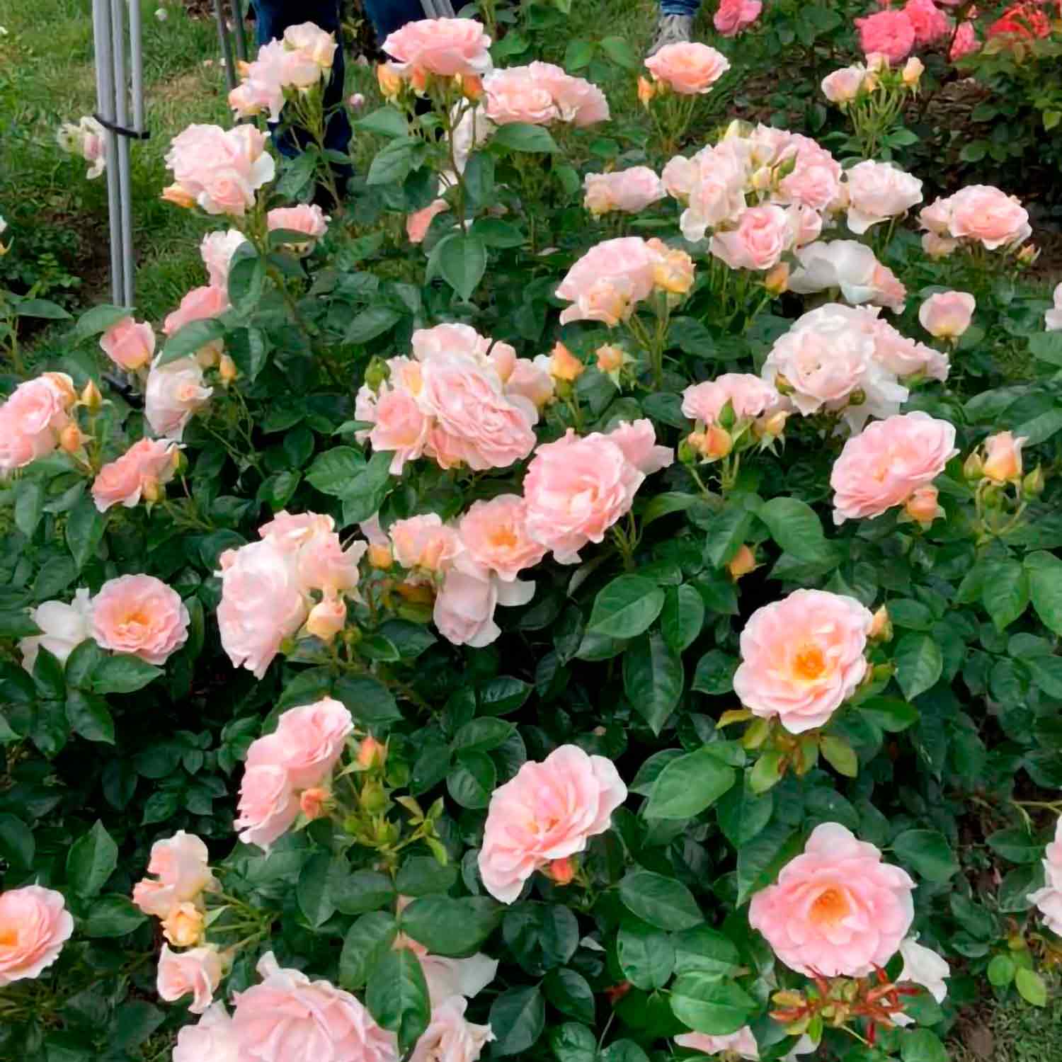 Rosa Royal Estelle