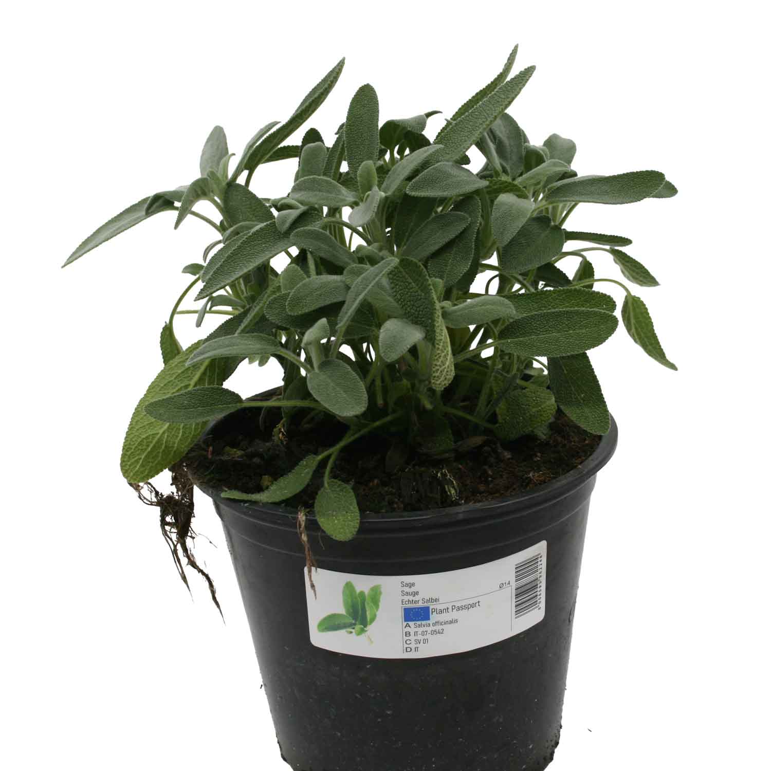 Bredbladet salvie - Salvia officinalis 14cm