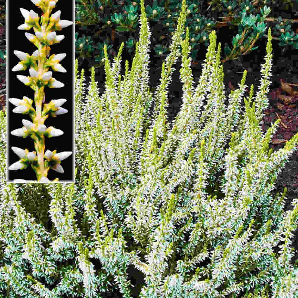 Calluna vulgaris  Sandy 10 cm