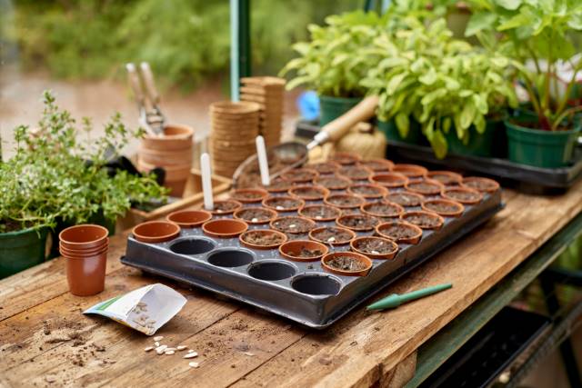 GI Seed and Cutting Tray 40 Pot