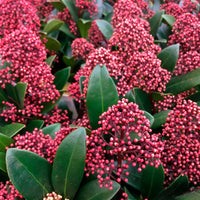 Pieris, Skimmia,<br> Kalmia mm