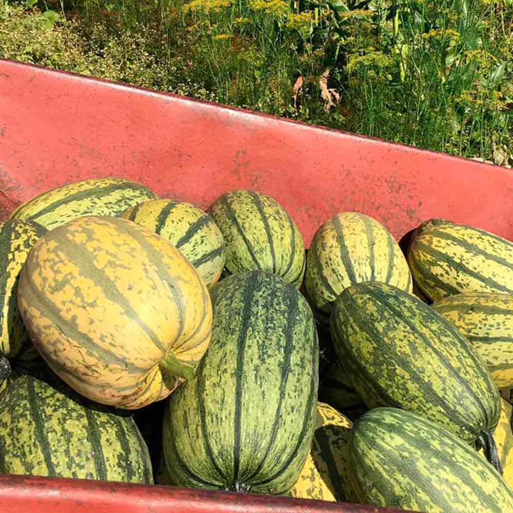 Spaghetti squash