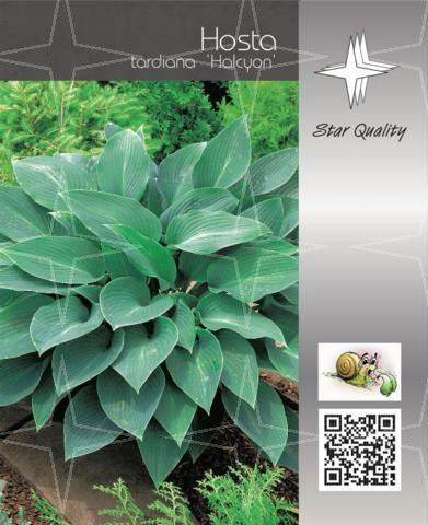 Hosta tardiana 'Halcyon' ®  (X) C2