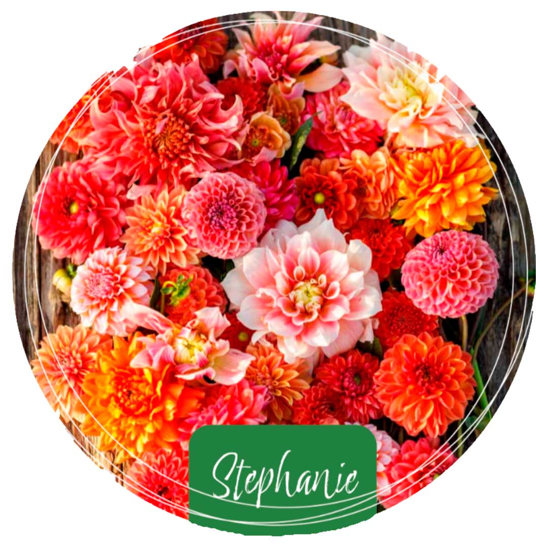 Exclusive Collection Dahlias 'Stephanie'