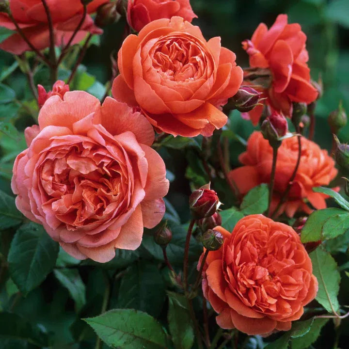 Rosa 'Sommarlåt'