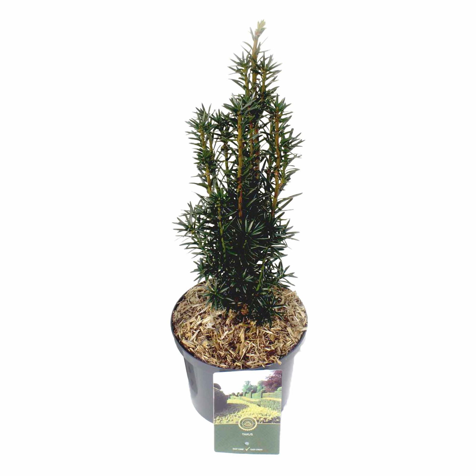 taxus baccata black tower C2,5