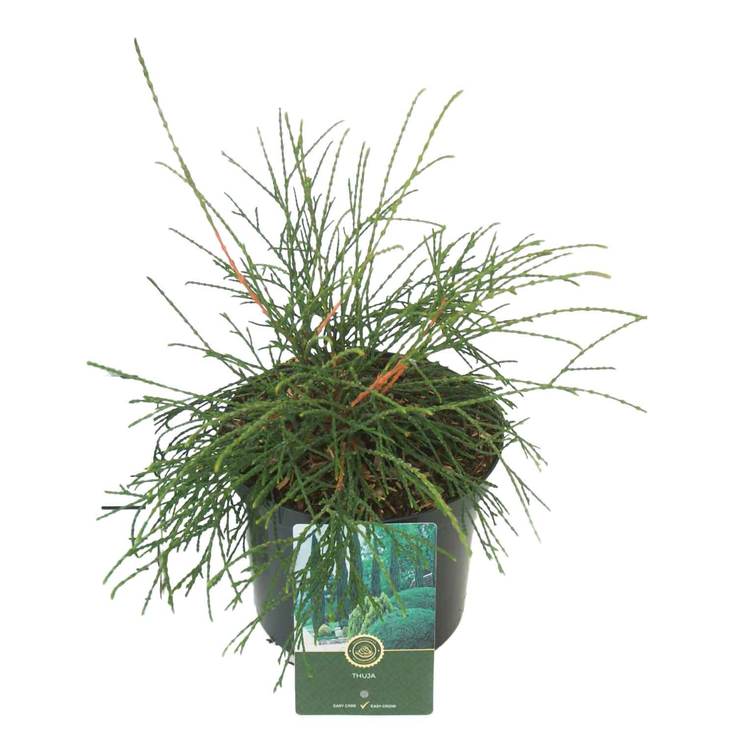 Thuja occidentalis 'Filiformis' C2,5