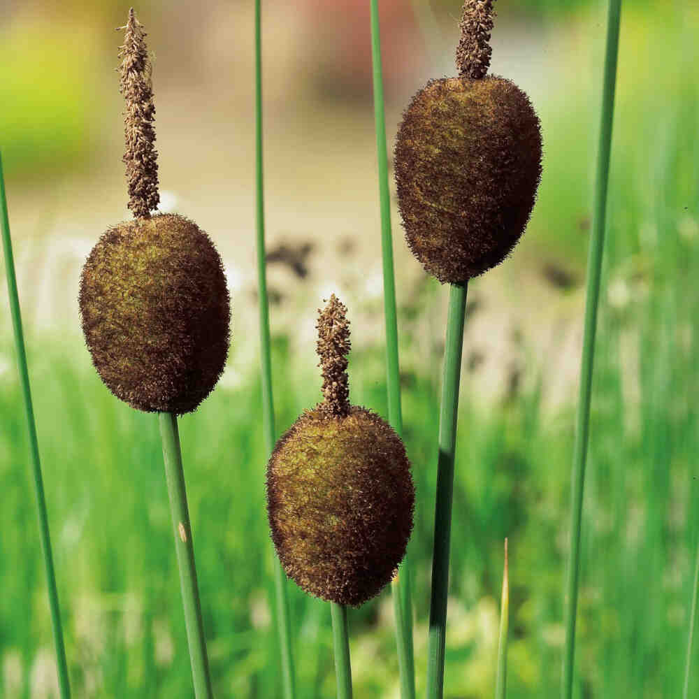 Typha minima 9 cm. pot.