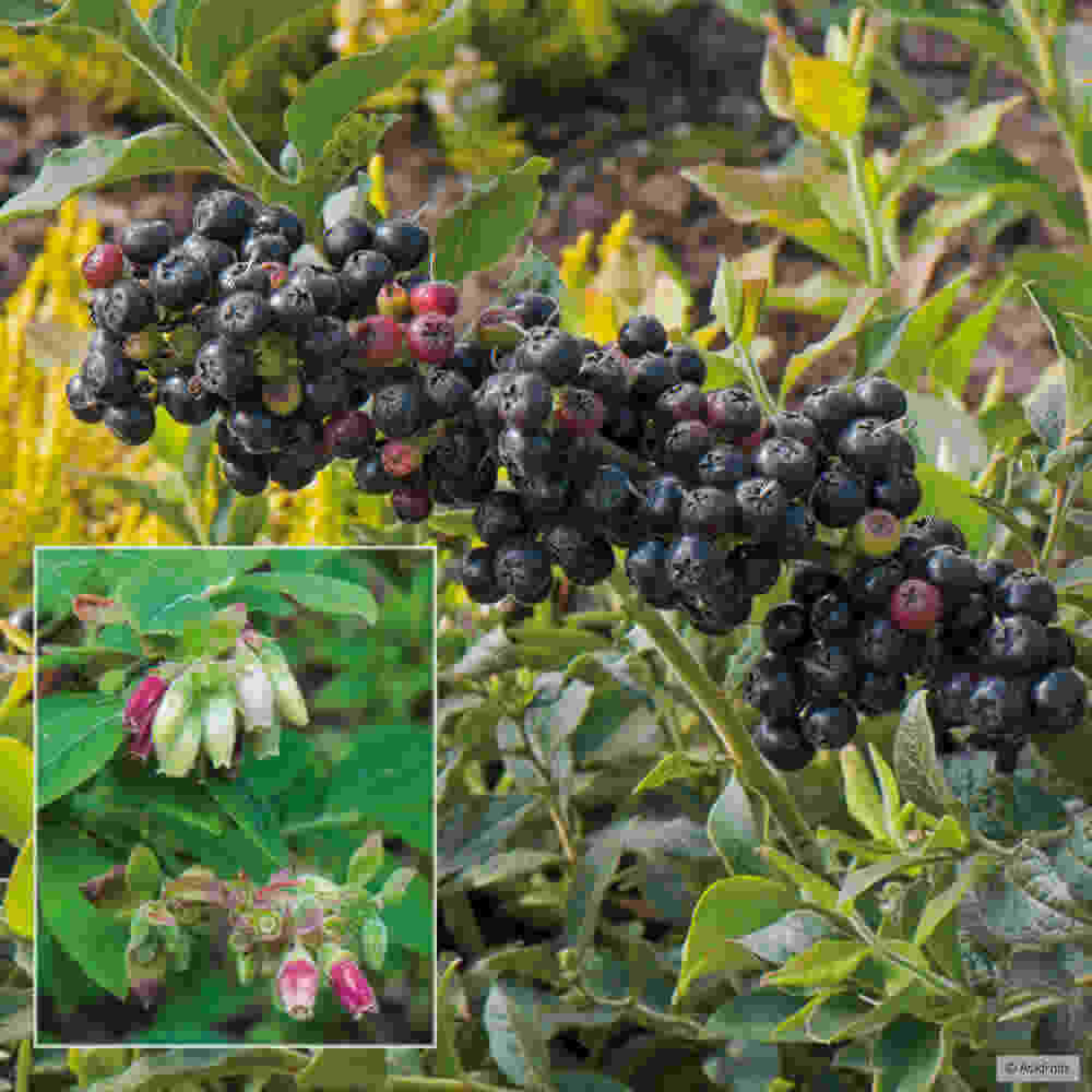 Håret blåbær - Vaccinium hirsutum Vacc. hirsutum 2 L