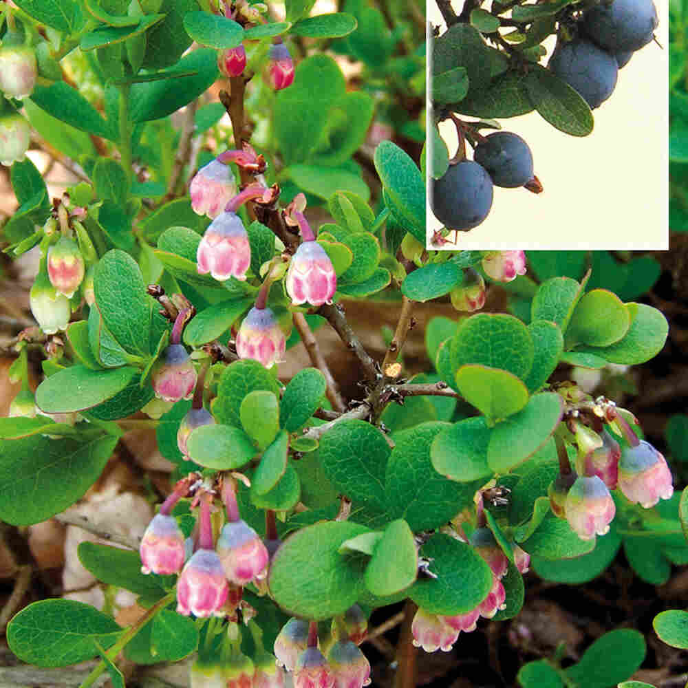 Mosebølle - Vaccinium uliginosum 10cm