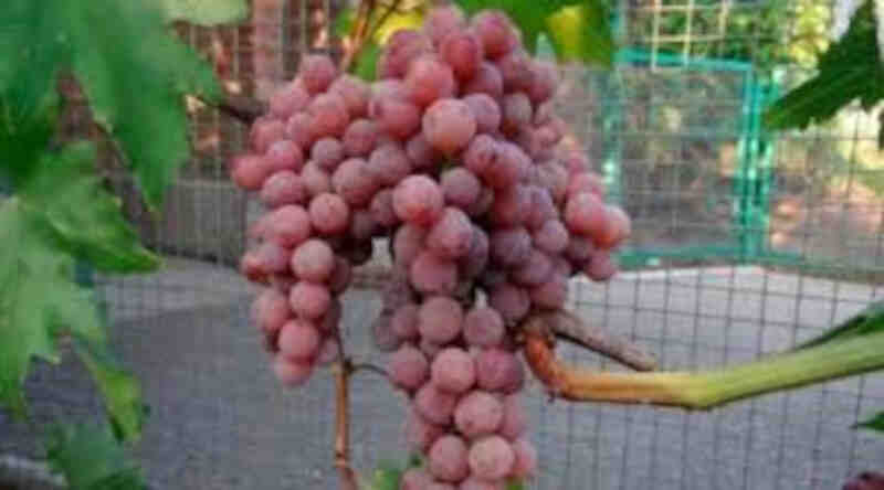 Vitis vinifera 'Einset'