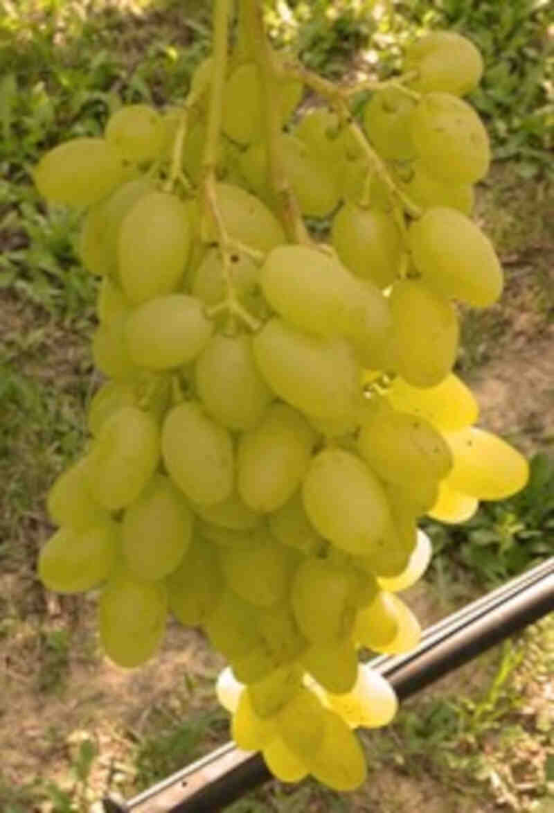 Vindrueplante - Vitis vinifera 'Sonja'