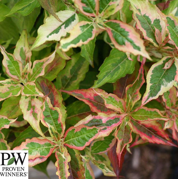 Weigela My Monet Sunset® Pw 5 L Potte